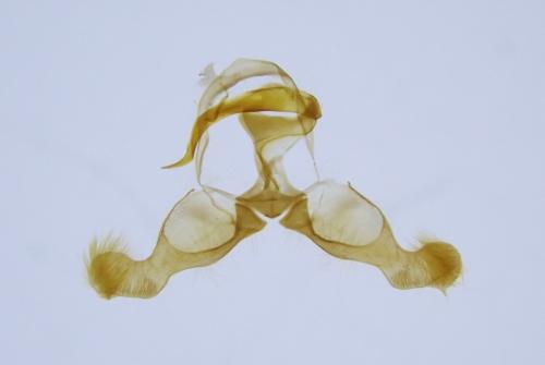 Réf. 318 943 : Dichrorampha vancouverana